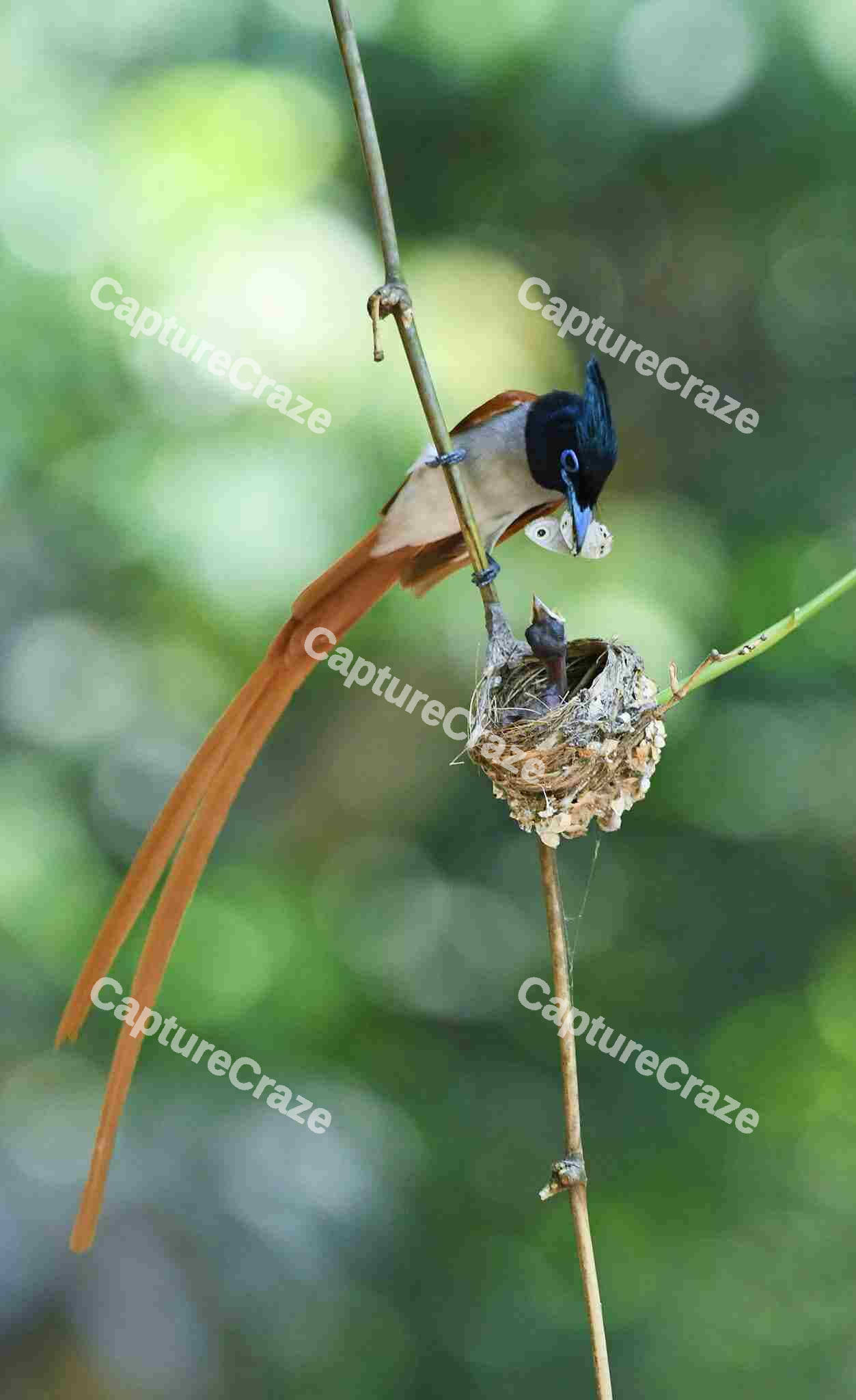 Indian Paradise Flycatcher